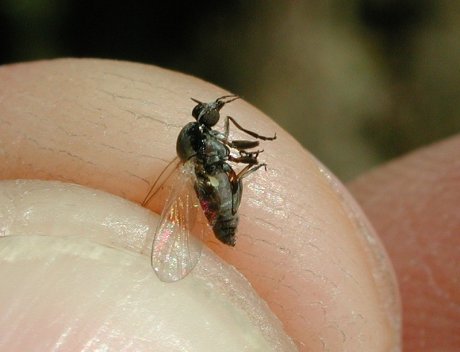 Как защитить себя от мошек и комаров: народные методы и советы врача